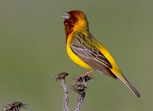 Хөмрөг (Хүрэнтолгойт хөмрөг)